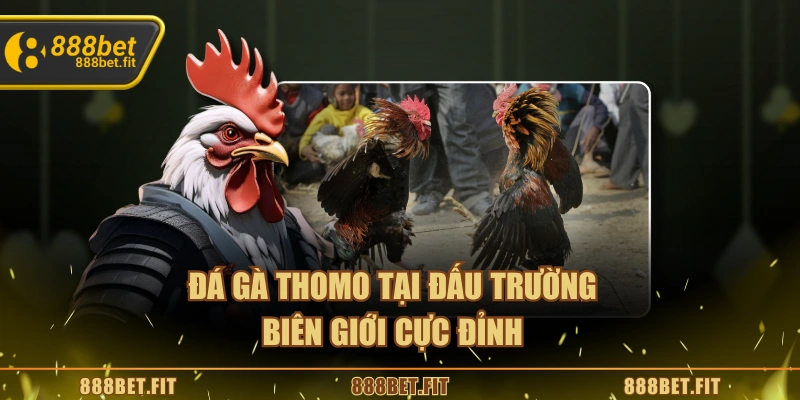 Đá Gà Thomo - Trải Nghiệm Kịch Tính Thu Hút Người Chơi 4 Đá gà Thomo tại đấu trường biên giới cực đỉnh